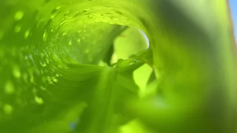 4K Static Close-Up: Fresh Waterdrops on Green Leaves in Tea Plantation Stock Footage 337914789
