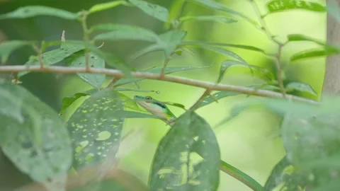 4K Static Close Up Of The Front Of A Parrot Snake Bobbing Among Some Leaves Stock Footage 285872245