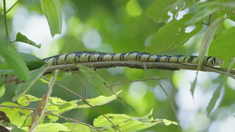 4K Static Close Up Of A Tiger Rat Snake Slinking Across A Thin Leafy Tree Branch Stock Footage 285872261