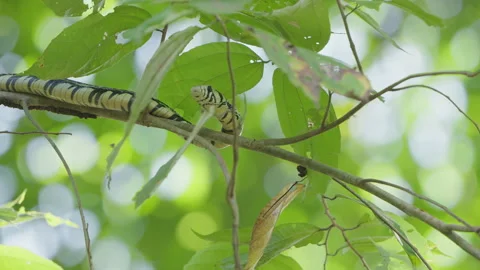 4K Static Close Up Of A Tiger Rat Snake Perched Along A Thin Leafy Tree Branch Stock Footage 285872336