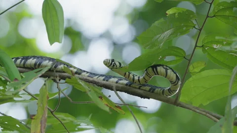 4K Static Close Up Of A Tiger Rat Snake Perched Along A Thin Leafy Tree Branch Stock Footage 285872918