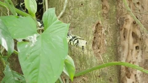 4K Static Close Up Of A Tiger Rat Snake Perched In A Tree Flicking Its Tongue Stock Footage 285872932