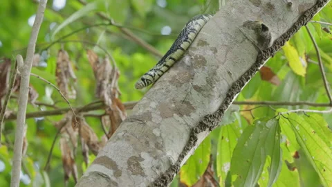 4K Static Close Up Of A Tiger Rat Snake Slowly Slinking Down A Tree Trunk Stock Footage 285873113