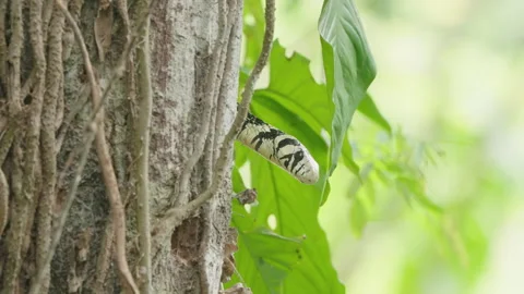 4K Static Close Up Of A Tiger Rat Snake Perched In A Tree Flicking Its Tongue Stock Footage 285876020