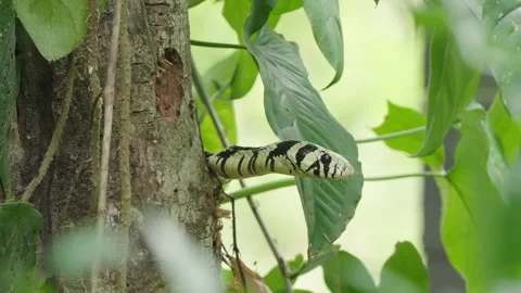 4K Static Close Up Of A Tiger Rat Snake Perched Around A Tree Trunk Stock Footage 285876113
