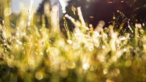 4k Static depth of field green grass with water drops. Blurred lawn field Stock Footage 88530155