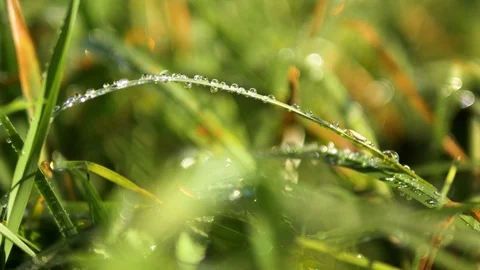 4k Static depth of field green grass water drops. Static backdrop outdoor lawn Video stock 88531745