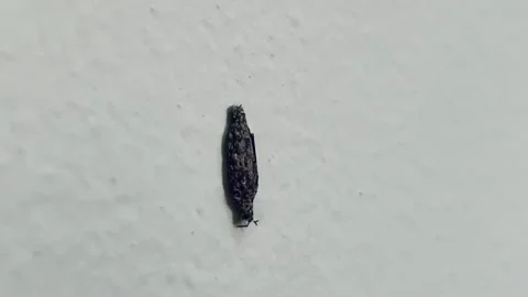 4K Static Macro Shot of Household Casebearer Larva on Wall Jakarta Stock Footage 344856357
