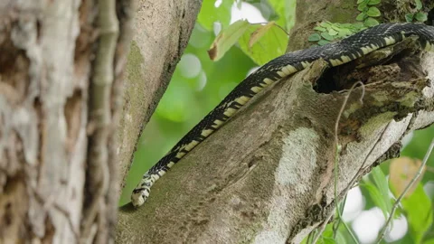 4K Static Medium Shot Of A Tiger Rat Snake Slowly Slinking Down A Tree Trunk Stock Footage 285872970