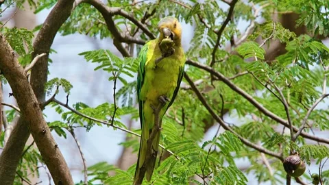 4k static shot of beautiful Brown Throated Parakeet perched on a tree, Video stock 245719253