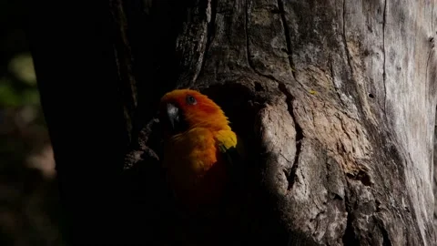 4K A static shot of a beautiful Sun Parakeet, Aratinga Solstitialis Video stock 157793883