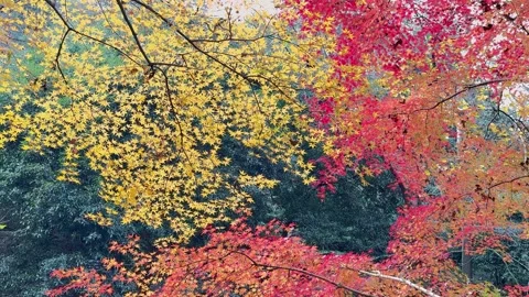 4K Static Shot of Colorful Maple Trees in Autumn Forest, West Lake China Video stock 329671366