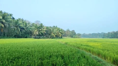 4K Static Shot: Lush Green Rice Paddy Fields and Coconut Trees in Palakkad .. Stock Footage 330571391
