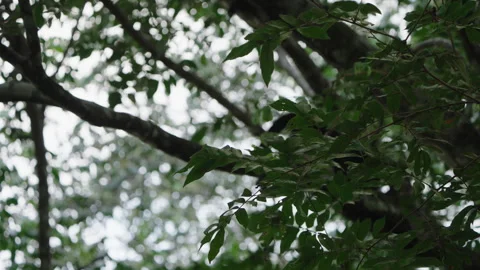 4K Static Shot Of A Mantled Howler Monkey Silhouetted Climbing Across A Branch Stock Footage 285867960