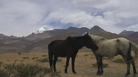 4K Static Shot of Sacred Mount Kailash and Horses in Ngari, Tibet Video stock 336264839