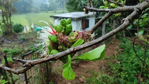4K Static Shot: Sharp Focus on Wild Guava Flower and Unripe Fruit (Careya A.. Stock Footage 330572183