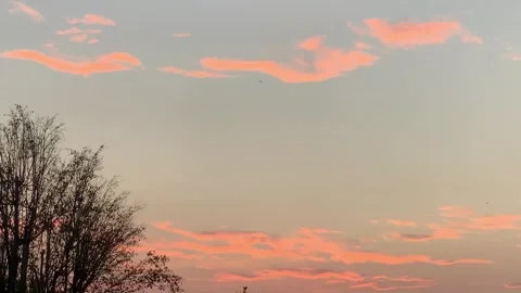 4K Static Wide Shot of Colorful Sunset Sky with Trees and Flying Birds Stock Footage 340254281