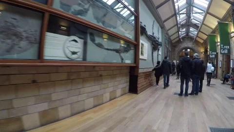 4K Steadicam shot Stabilized Walkthrough Inside Natural History Museum Vídeos de archivo 72402325