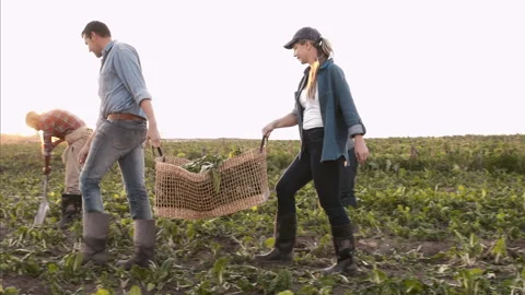 4k steadicam wide shot couple farmers carrying and loading baskets full of produ Stock Footage 201096573