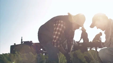 4k steadicam wide shot of experienced farming father and son inspecting the qual Stock-Footage 201095376