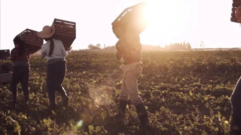 4k steadicam wide shot of workers on farm carrying and loading baskets full of p 스톡 동영상 201095201