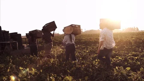 4k steadicam wide shot of workers on farm carrying and loading baskets full of p Stock Footage 201096430