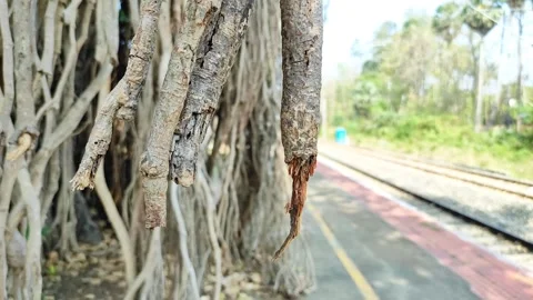 4K Steady Shot of Banyan Tree Ficus Benghalensis Aerial Prop Roots Swaying .. Stock Footage 330764535