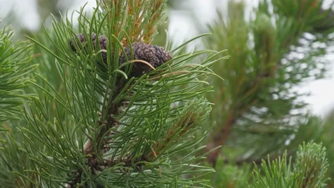 4k Steady shot of pine cone, dwarf pine. Tatras, Slovakia Stock Footage 168346606