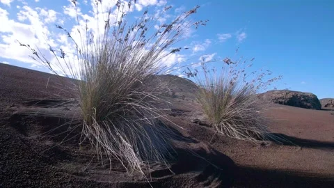 4k steady shot of volcanic black sand and dry plant. Lanzarote, Timanfaya Stock Footage 154553655