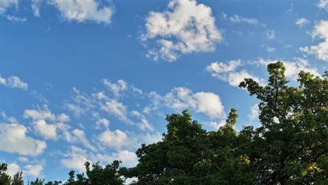 4K Steady Timelapse Of Clouds Moving Over Green Tree Canopy Stock Footage 341087455