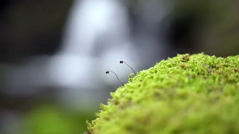 4K still macro shot of moss Stock Footage 148234920