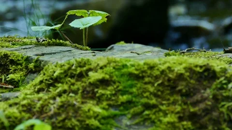 4K. Stone, green moss  close up and stream water in wood. Dolly shot Stockbeeldmateriaal 82561619