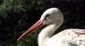 4k Stork close up in sunny landscape 4k or 4k+ Resolution