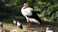 4k Storks group close up in sunny landscape 4k or 4k+ Resolution