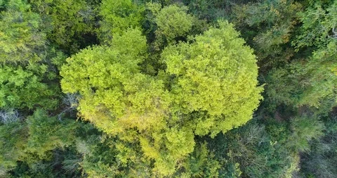4K straight up aerial view of the tree top canopy in Gonarezhou National Park, Stock Footage 102755285