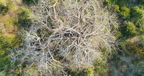 4K straight up circular aerial view of the tree top canopy in Gonarezhou Stock Footage 102755326