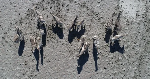 4K straight down aerial view of a group of zebra standing and resting on Stock-Footage 95196033