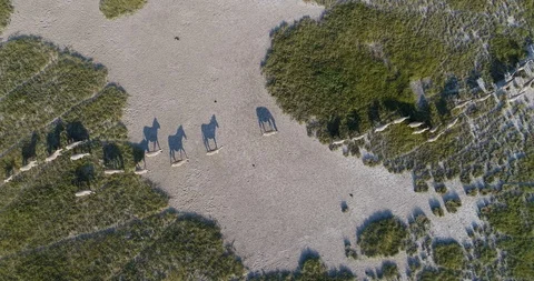 4K straight down aerial view of a  herd of migrating zebra moving across the Stock Footage 95196341