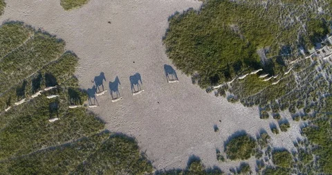 4K straight down aerial view of a large herd of migrating zebra and wildebeest Stock Footage 95210934