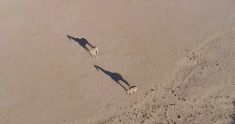 4K straight down aerial view of two desert giraffe standing in the Hoanib Video stock 102766703