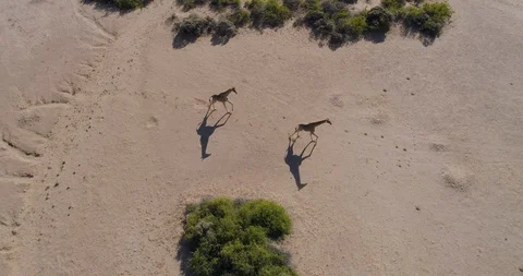 4K straight down aerial view of three desert giraffe walking about in the Hoanib Stock Footage 102766736