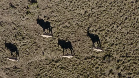 4K straight down aerial view of gemsbok casting shadows walking in the African Stock Footage 104582503