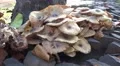 4k Strange mushrooms in tropical garden Madeira 4k or 4k+ Resolution