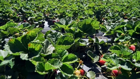 4k. Strawberry field is ready for Picking. 스톡 동영상 102793143