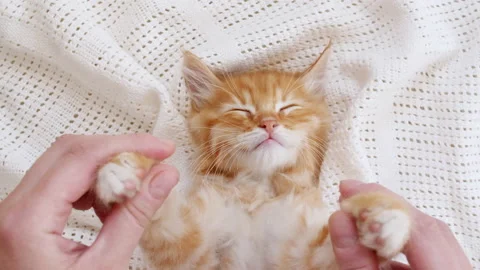 4k Striped Ginger Kitten Lying on Hands. Cat Falling Asleep in Hands of Owner Stock Footage 158551763