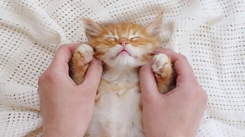 4k Striped Ginger Kitten Lying on Hands. Cat Falling Asleep in Hands of Owner Stock Footage 162349427