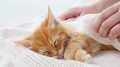 4k Striped Ginger Kitten Sleeping on a fur White Blanket. Cat Sleep. Girl Video stock 157737032