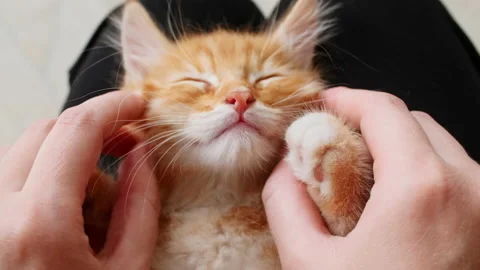 4k Striped Ginger Kitten Sleeping. Cat Sleep. Girl Stroking Kitten. 스톡 동영상 162129908