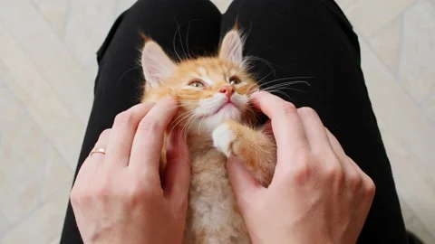 4k Striped Ginger Kitten Sleeping. Cat Sleep. Girl Stroking Kitten. Video stock 162555495