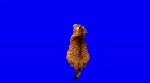 4k striped grey cat looking up and hunting Stock Footage 52008099